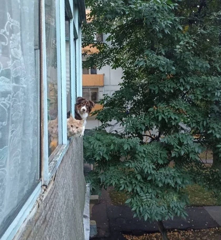 Очень бдительные соседи 😁
