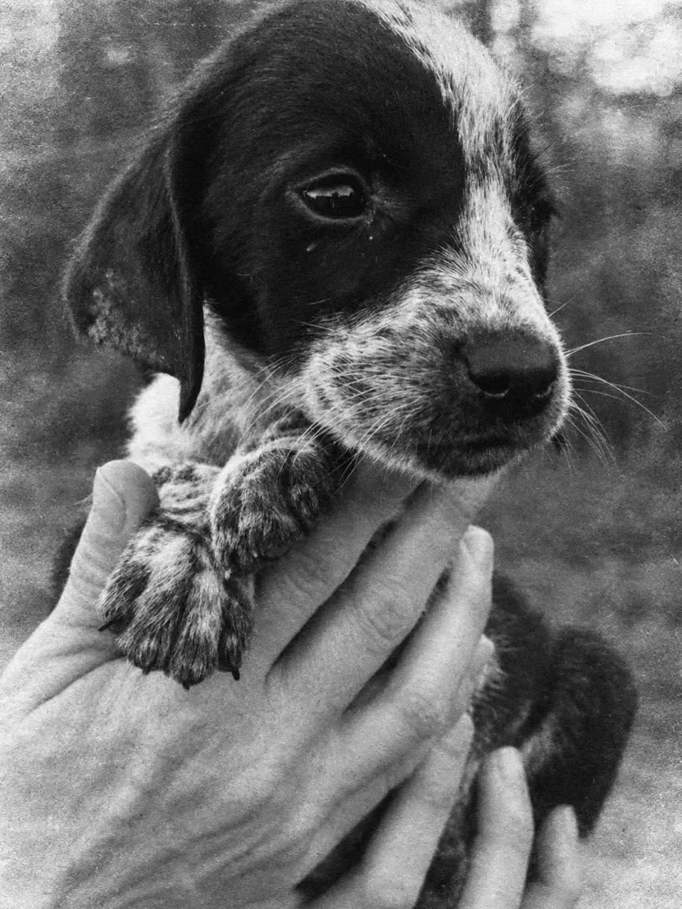 🐶 Хвостики ищут дом