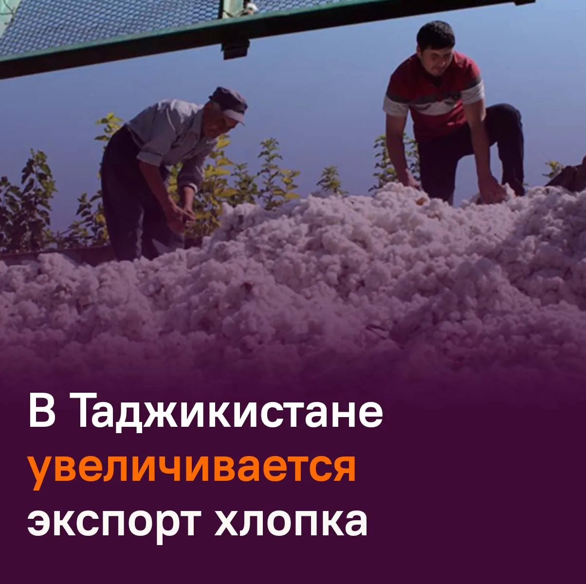🌱 Почти на $48 млн экспортировал Таджикистан хлопкового волокна за 4 месяца.
 
Это на 13% больше, ч