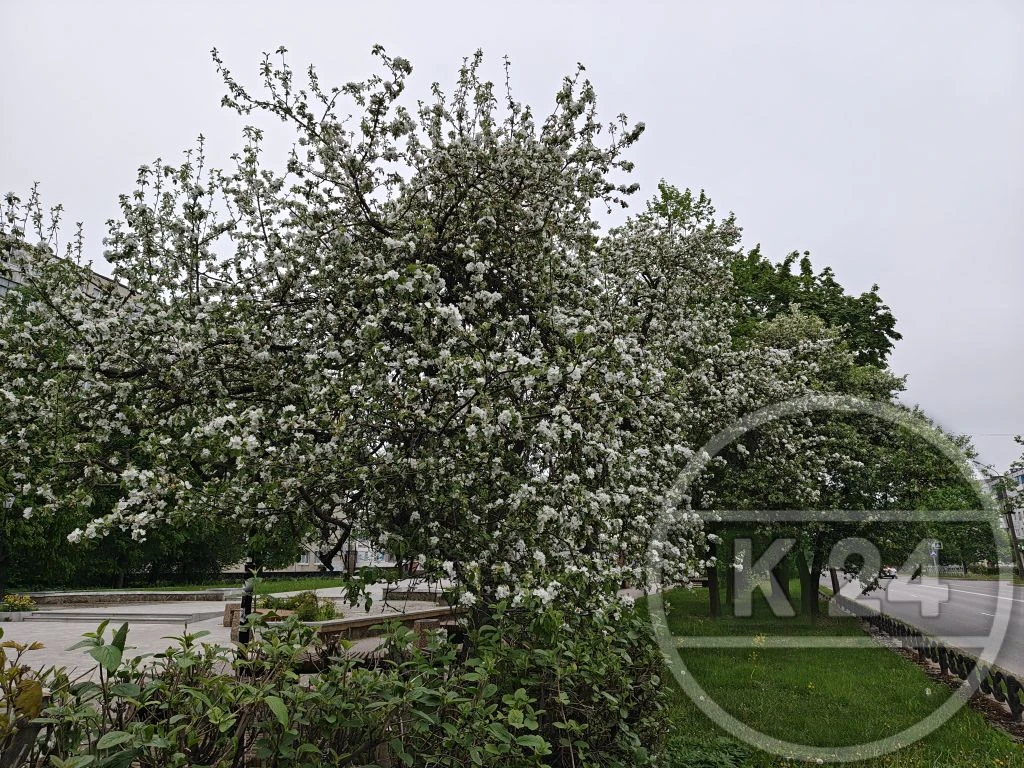 🌸 Даже пасмурное небо не может затмить эту красоту.  На улице Воровского сейчас цветут яблони — нежн