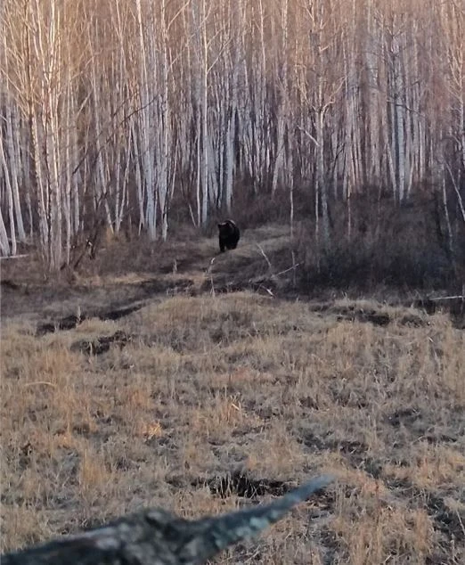🐻 Медведи проснулись во всех районах Амурской области  В поисках еды мишки оставляют следы на лесн