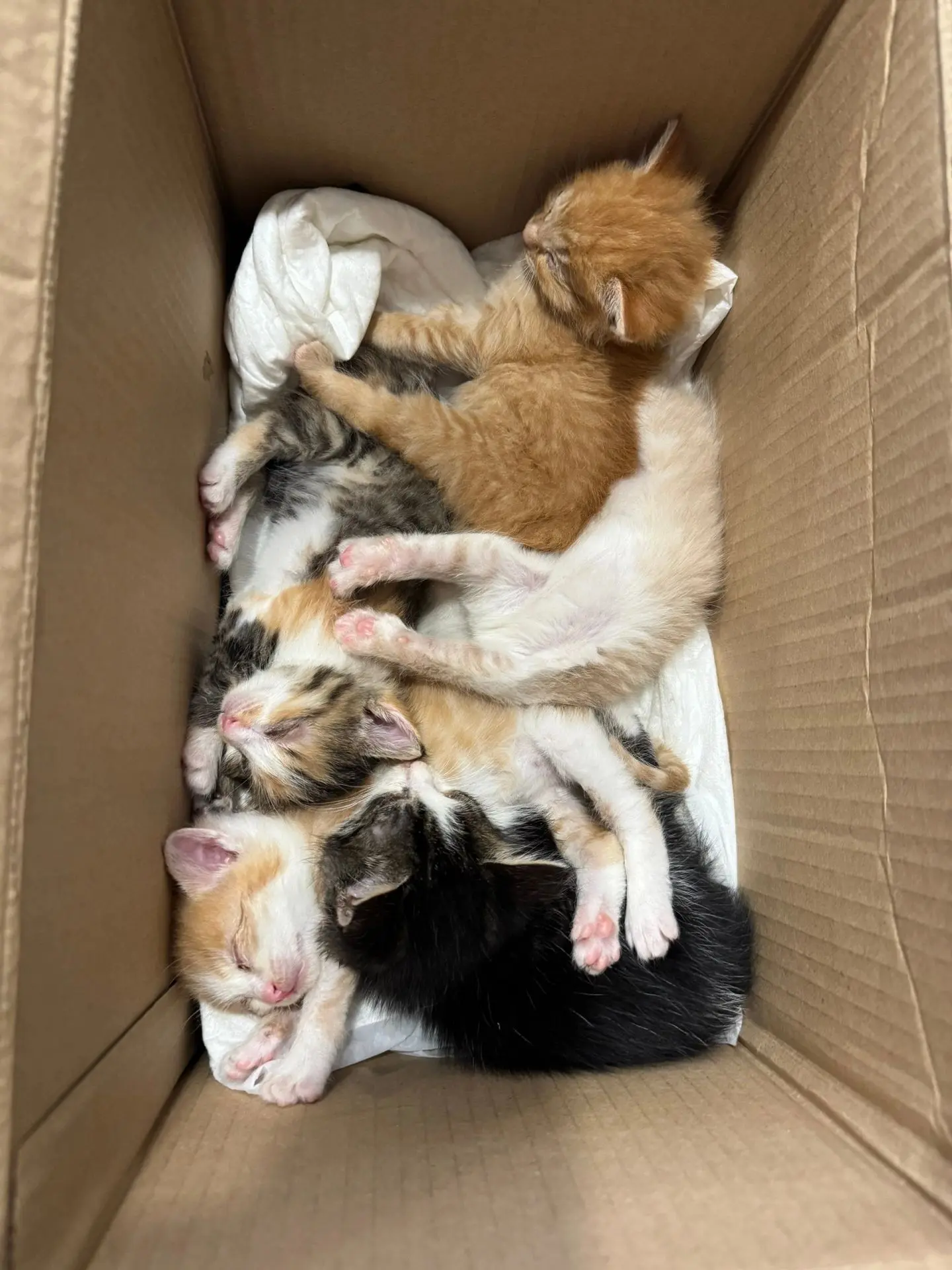 🐾 СРОЧНО ИЩЕМ ДОМ ДЛЯ КОТЯТ! 🐾
