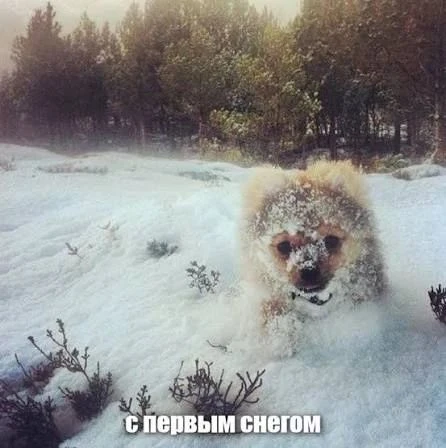 ❄️Уже сегодня в Пермском крае может выпасть первый снег