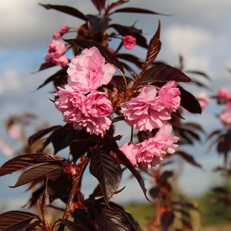 В наличии декоративное растение - сакура "Роял Бургунди"🌸
