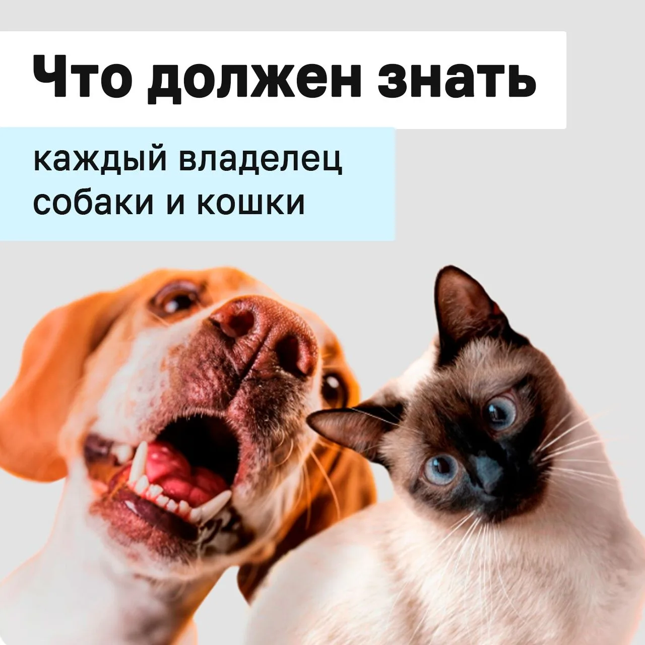 К питомцам можно относиться по-разному: у кого-то есть только кактус на подоконнике, а ...