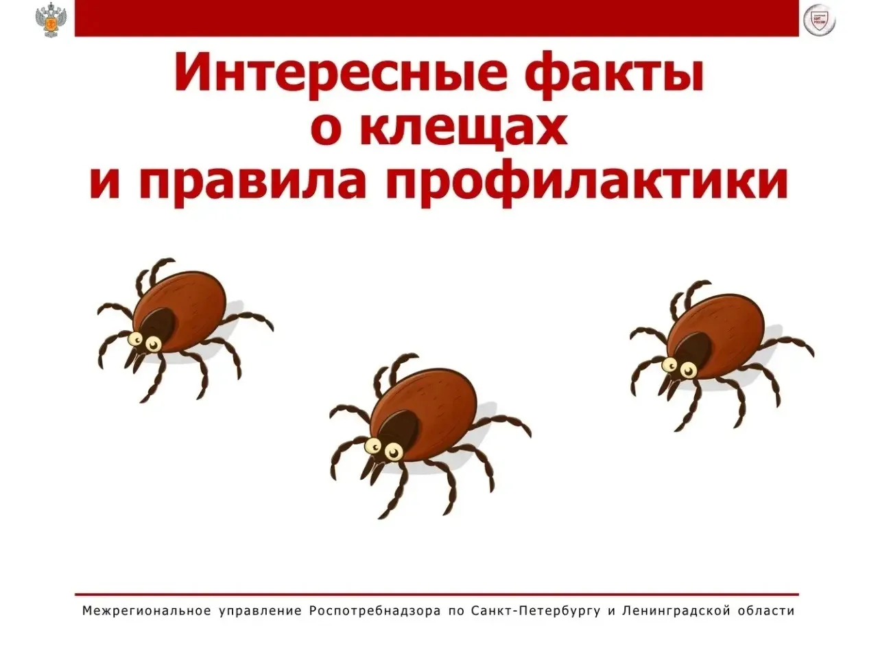 Про то, что клещи переносят опасные болезни, знают все. Но есть и другие факты об этих членистоногих