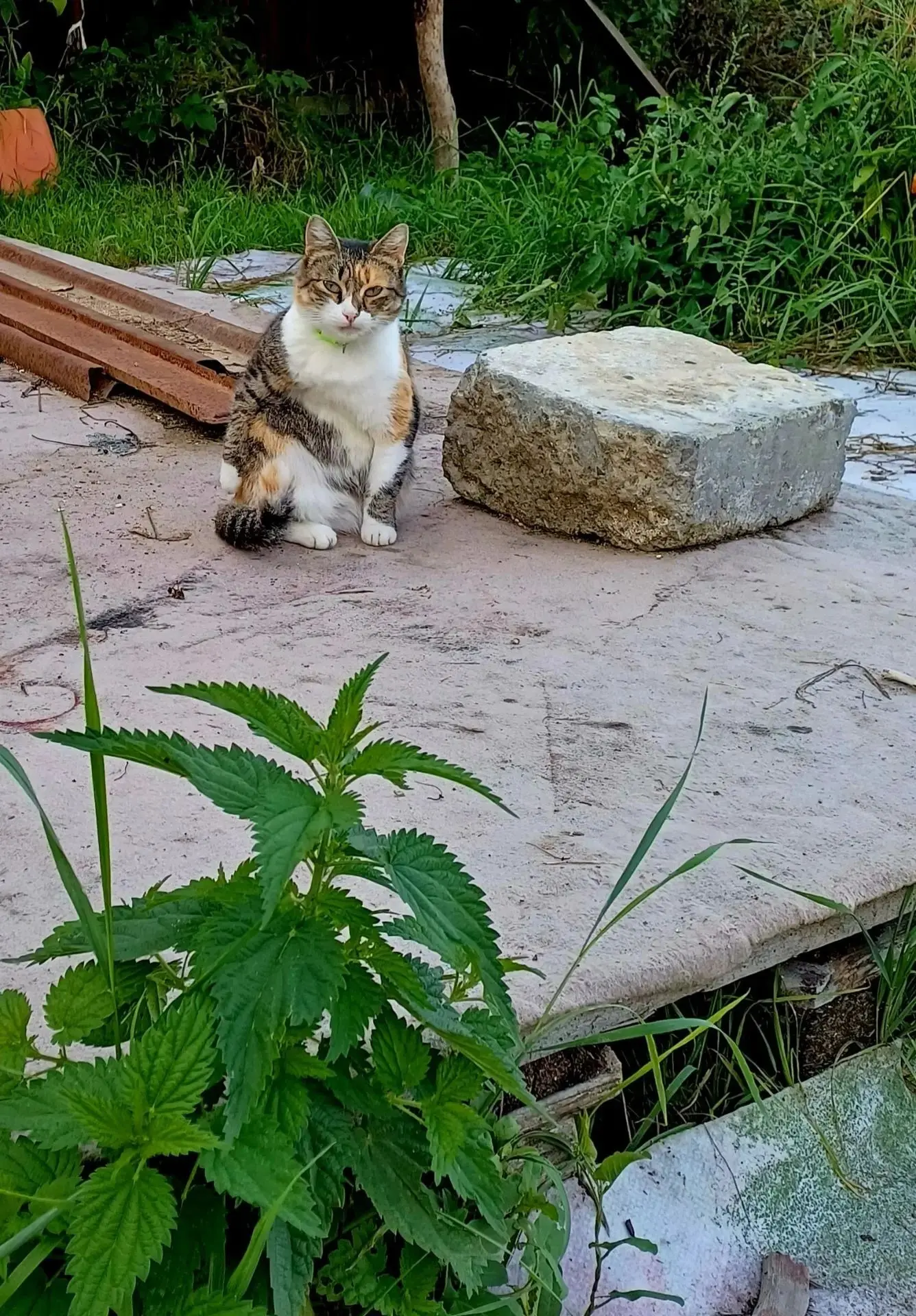 😿Молодая кошечка Маруся ищет любящую семью.