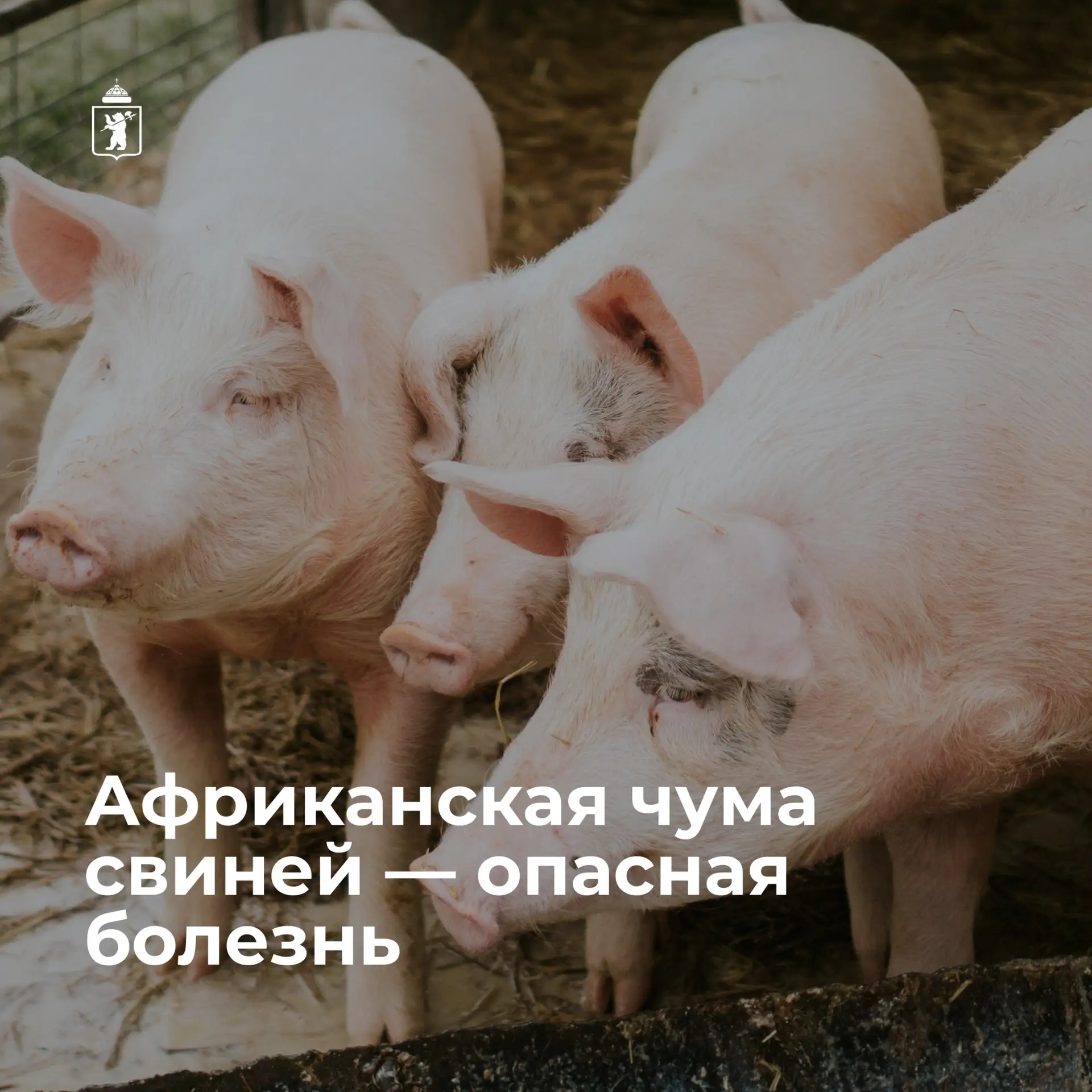 🐖 Опасная болезнь для свиней — африканская чума