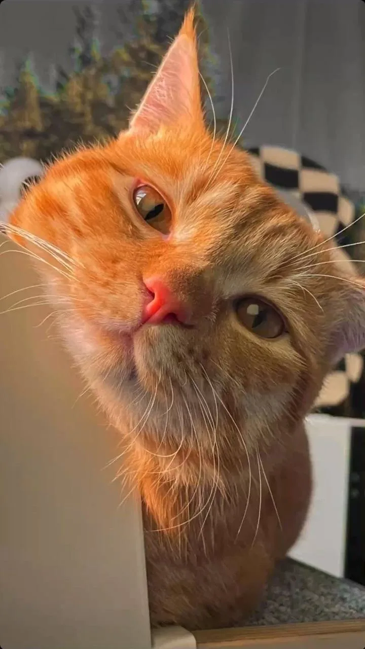 🧡 Международный день рыжих людей отмечается сегодня