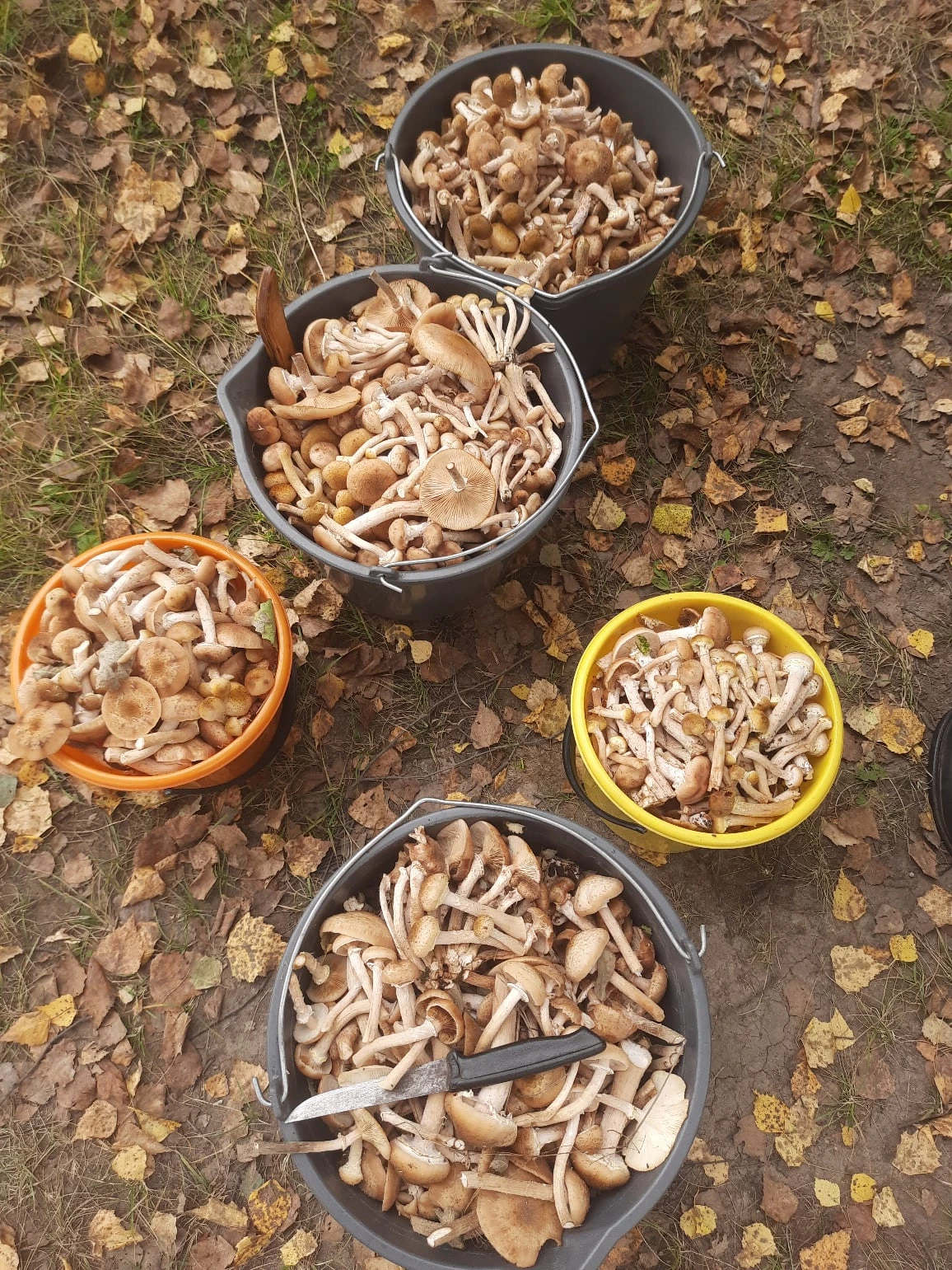 🍄 У кого как прошли выходные? У любителей «тихой» охоты — продуктивно!