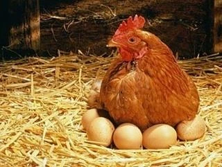 Стареющие куры несут меньше яиц из-за «протекающего» кишечника