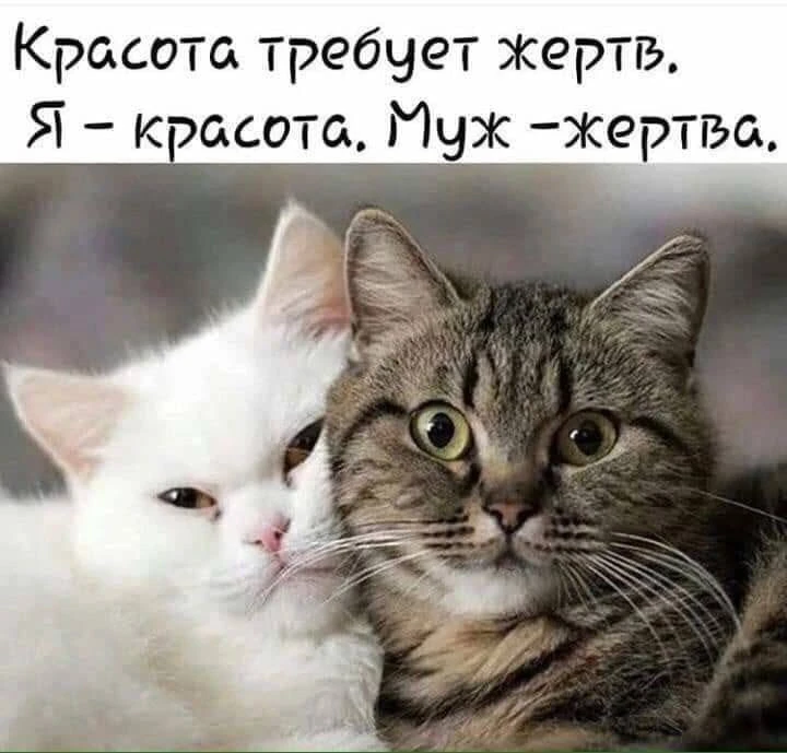 КУКУРУЗА 🌽