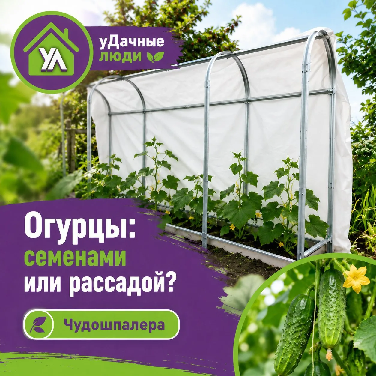 🥒 Огуречный спор: сеять сразу в грунт или выращивать через рассаду?