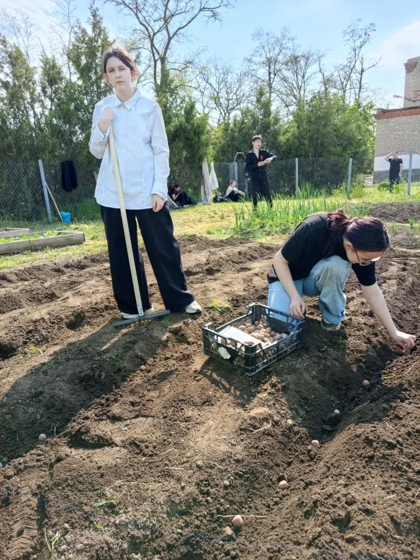 Маленькая картошка — большие уроки: жизнь на пришкольном участке