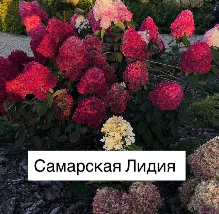 🌸Такие они сейчас осенью.