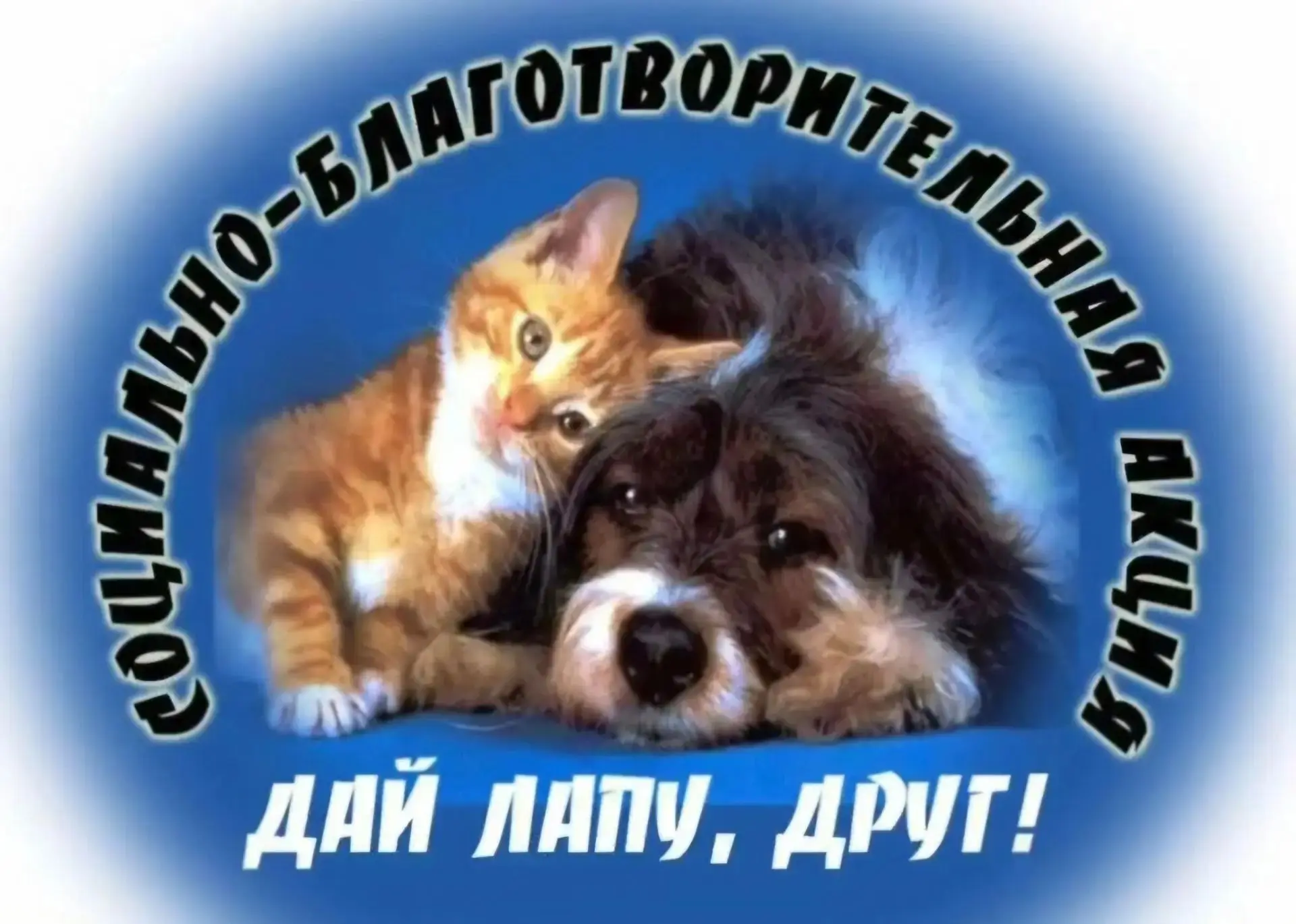 🐶 Участвуем в акции "Дай лапу, друг"