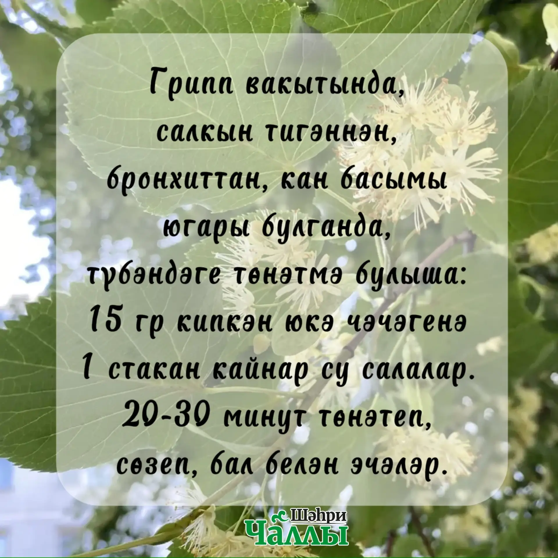 Юкә чәчәген җыясызмы? 🌳☕️🫖