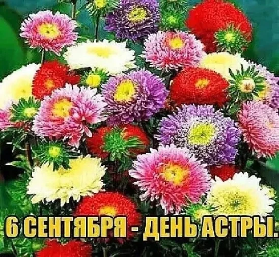 Сегодня ребята познакомились с чудесными осенними цветами — астрами! 6 сентября отмечаю...