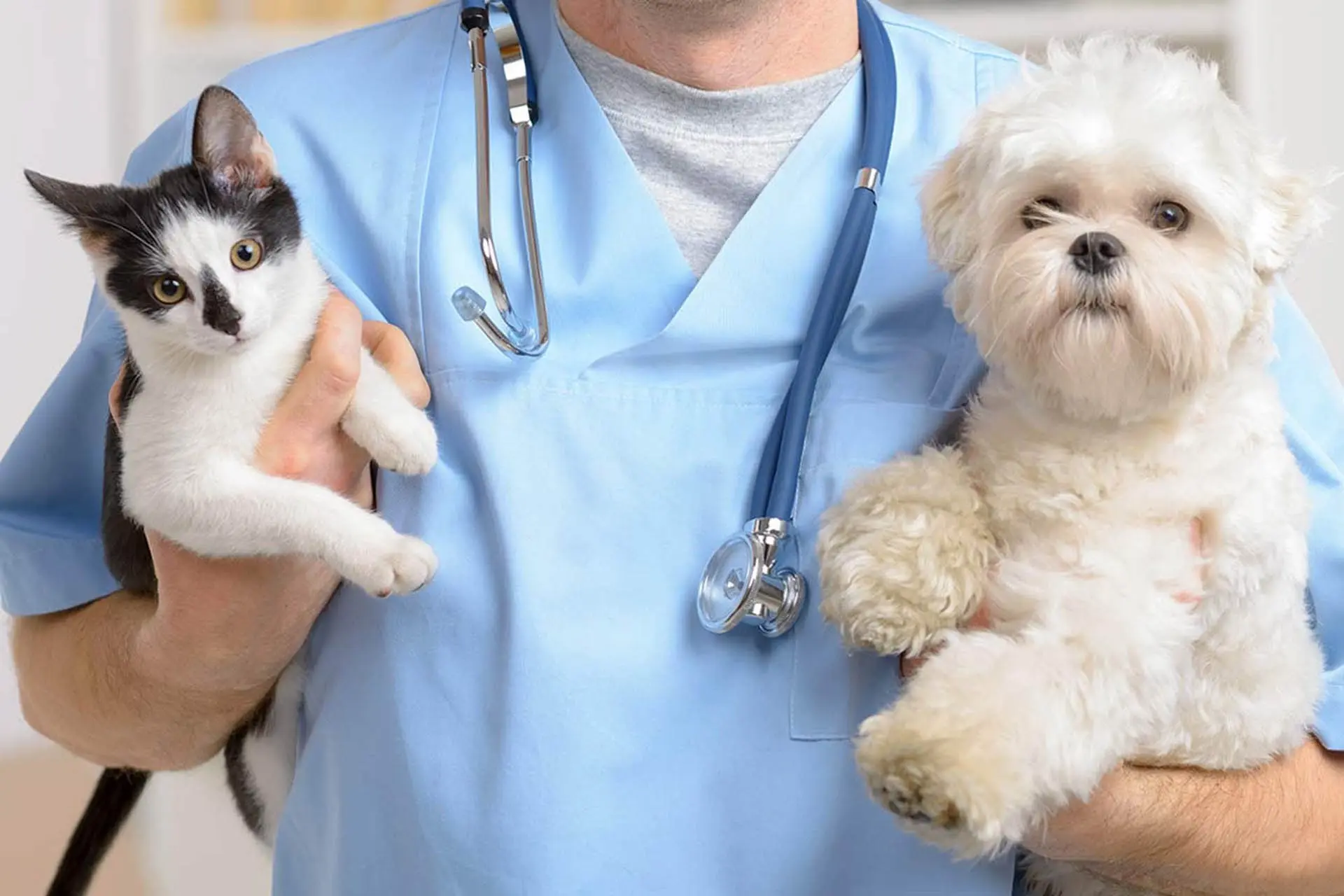 🐾 БЕСПЛАТНАЯ ВАКЦИНАЦИЯ ПРОТИВ БЕШЕНСТВА! 🐾