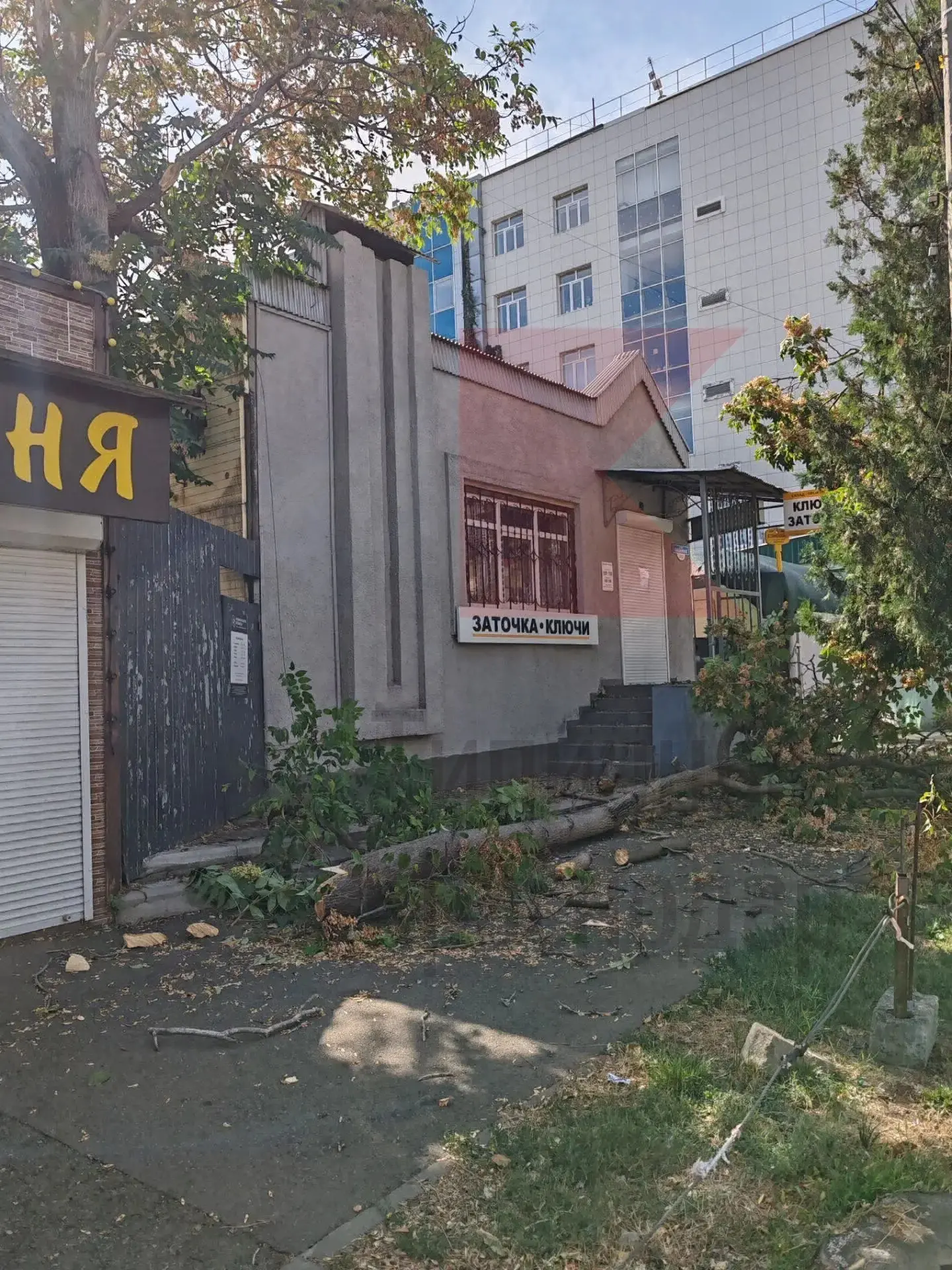 Дерево рухнуло на тротуар в центре Краснодара