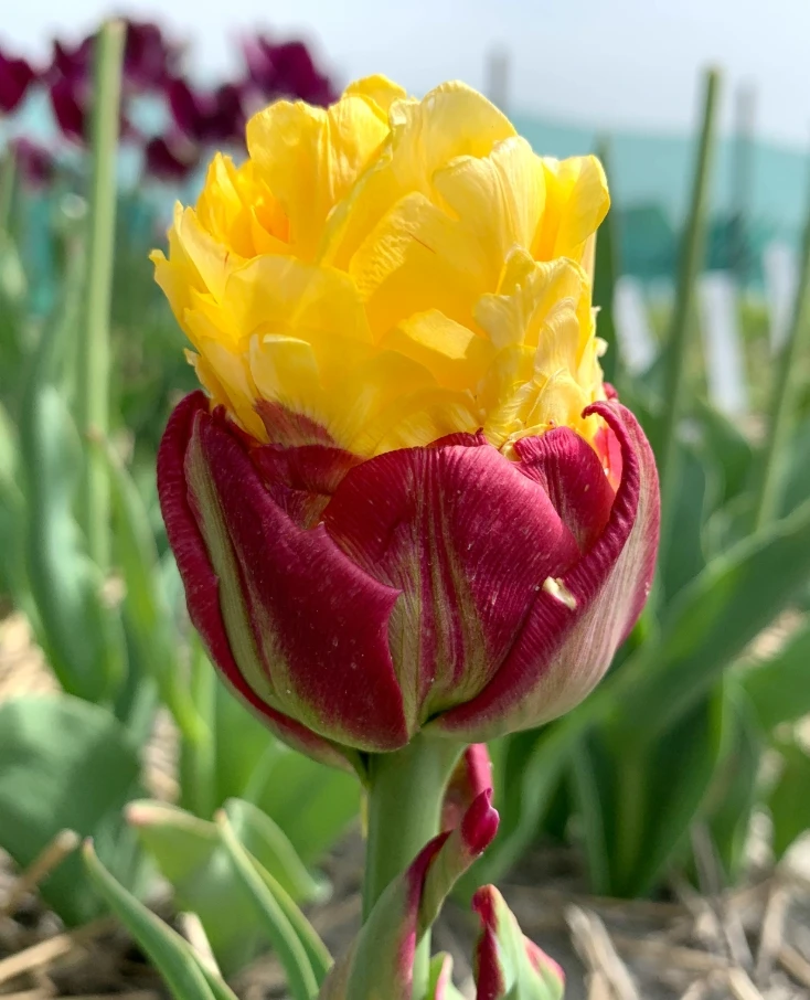 А этого красавчика вы видели? 🌷Тюльпан Айс Крим Банана🔥 695 руб. за упаковку (4 луков...