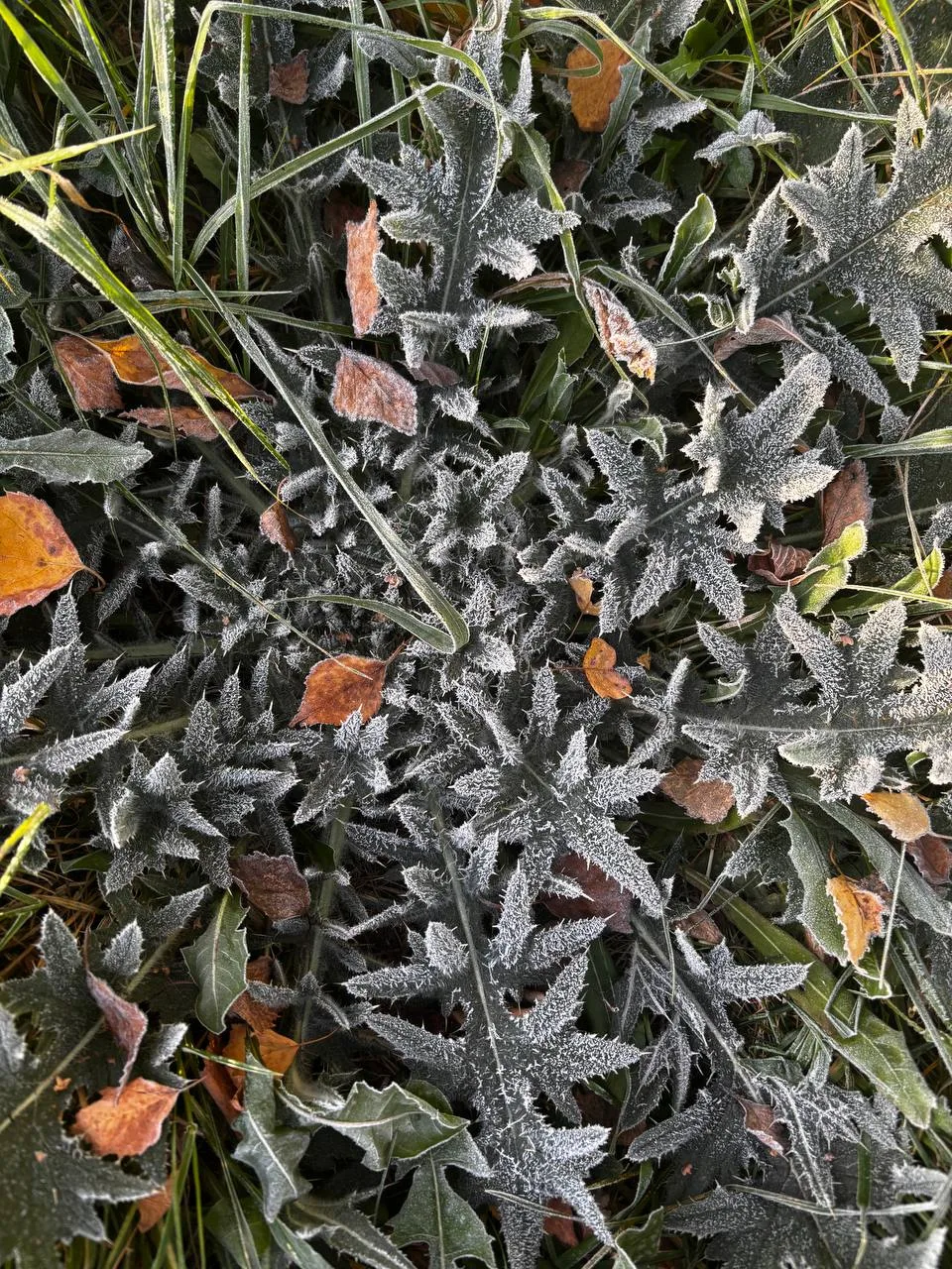 ❄️Утро напоминает о том, что зима близко