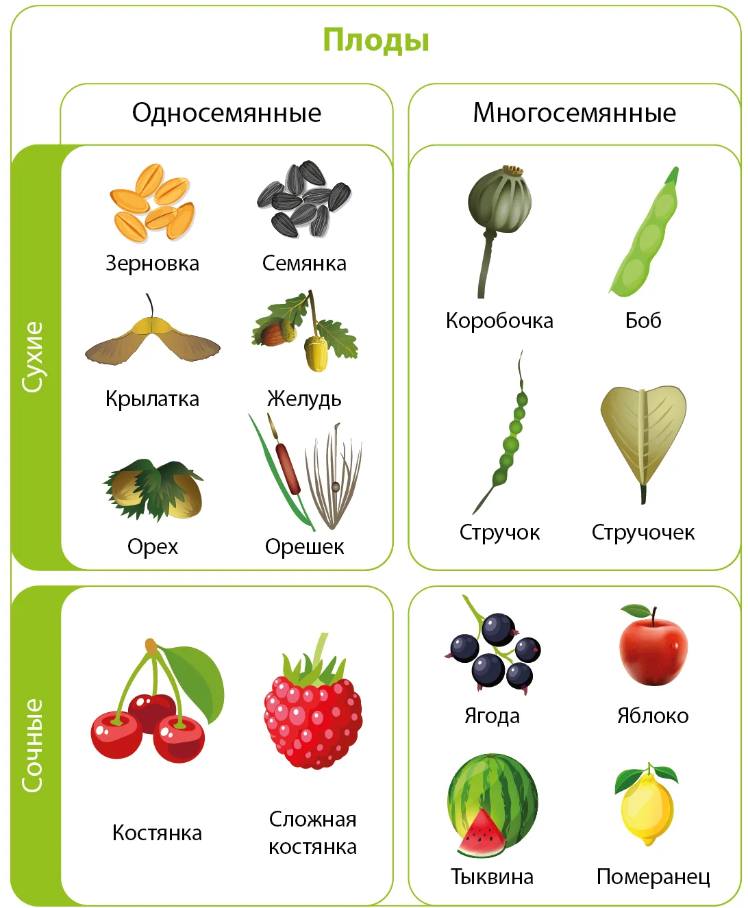 Односемянные и многосемянные плоды
