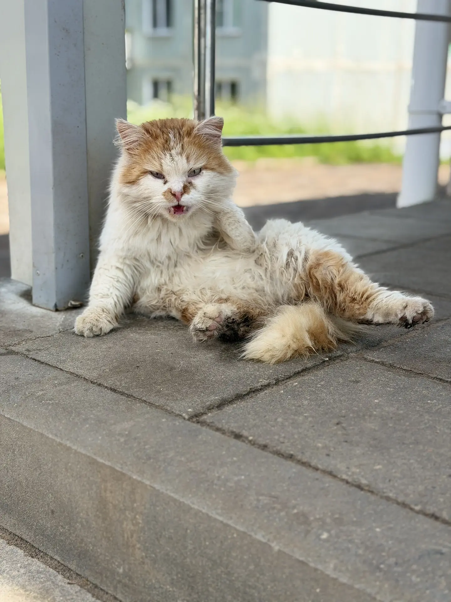 Вышневолоцкие 🐈‍⬛