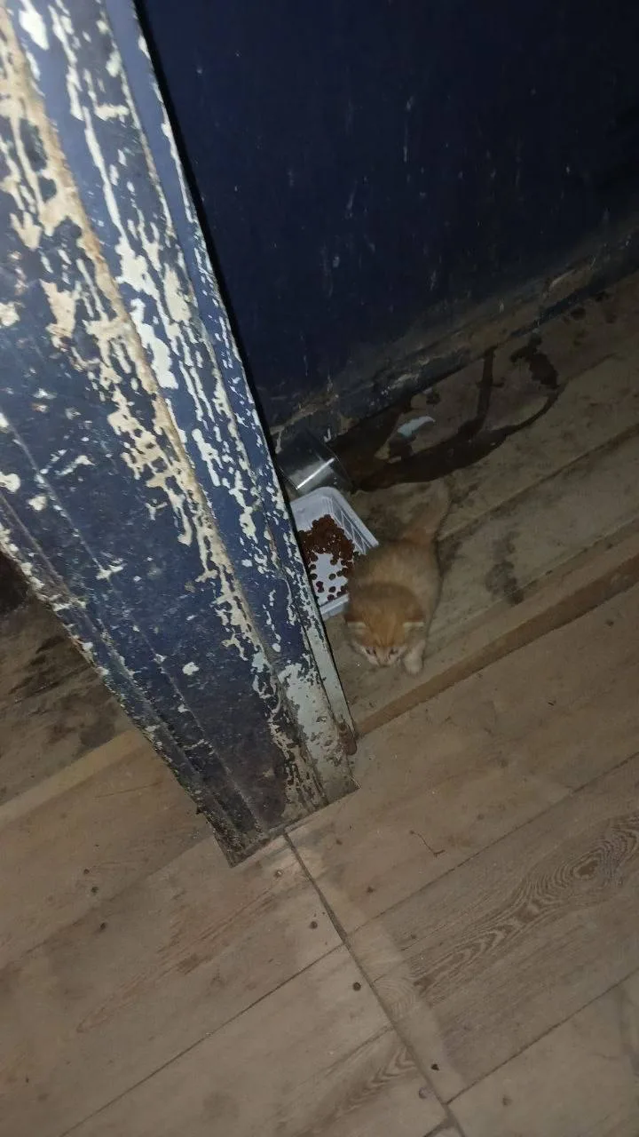 #пишут Нам подкинули несколько месяцев назад кошку. Она оказалась была беременна. Сейча...