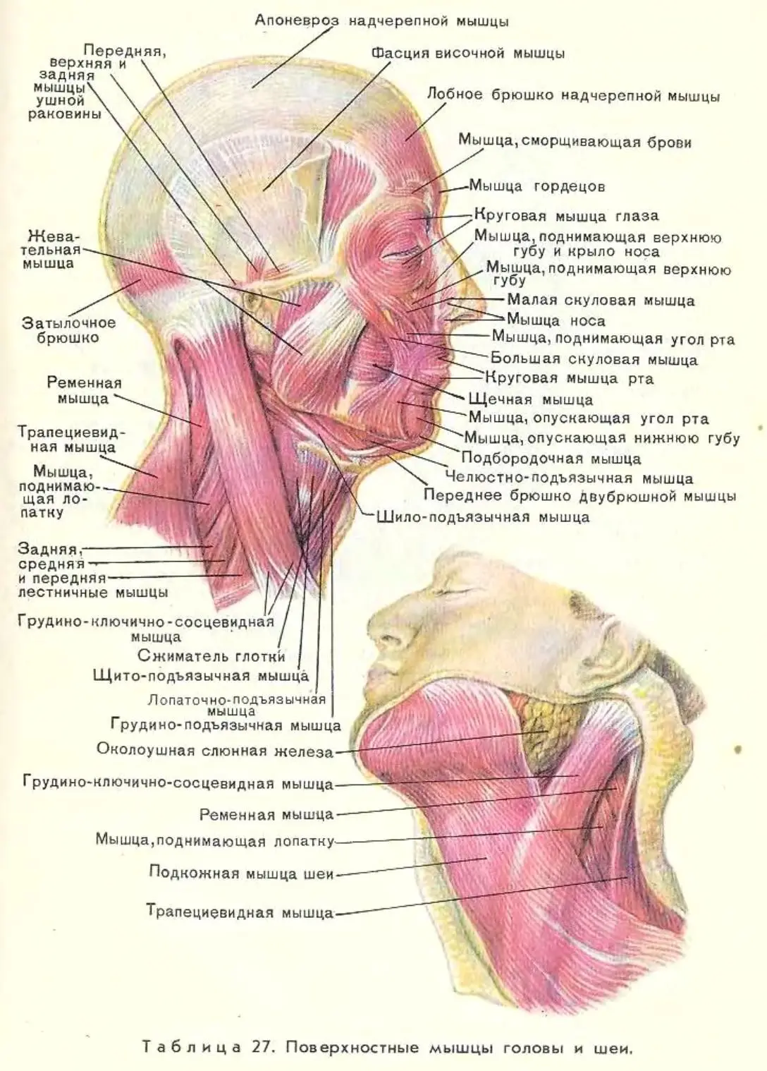 Мышцы головы и шеи