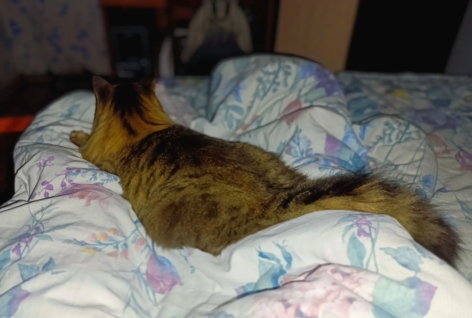 Новый уровень в отношениях с котом😻