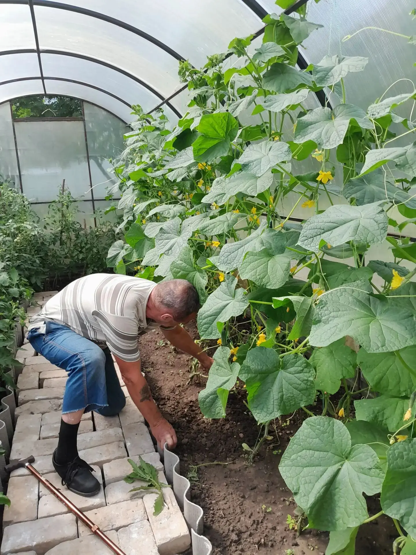 🌾🥦В Федоровском доме - интернате в огороде и теплице кипит работа.

🚿Подопечные с радостью ухажив