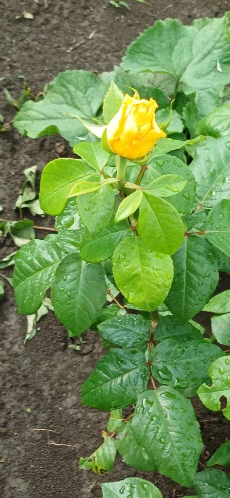 🌧️ Кореновск сегодня снова под дождём. Май в этом году какой-то странный - за окном пасмурно, мокро 