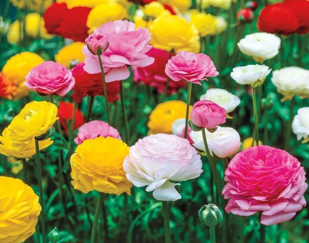Лютики (ранункулюсы) 🌺
