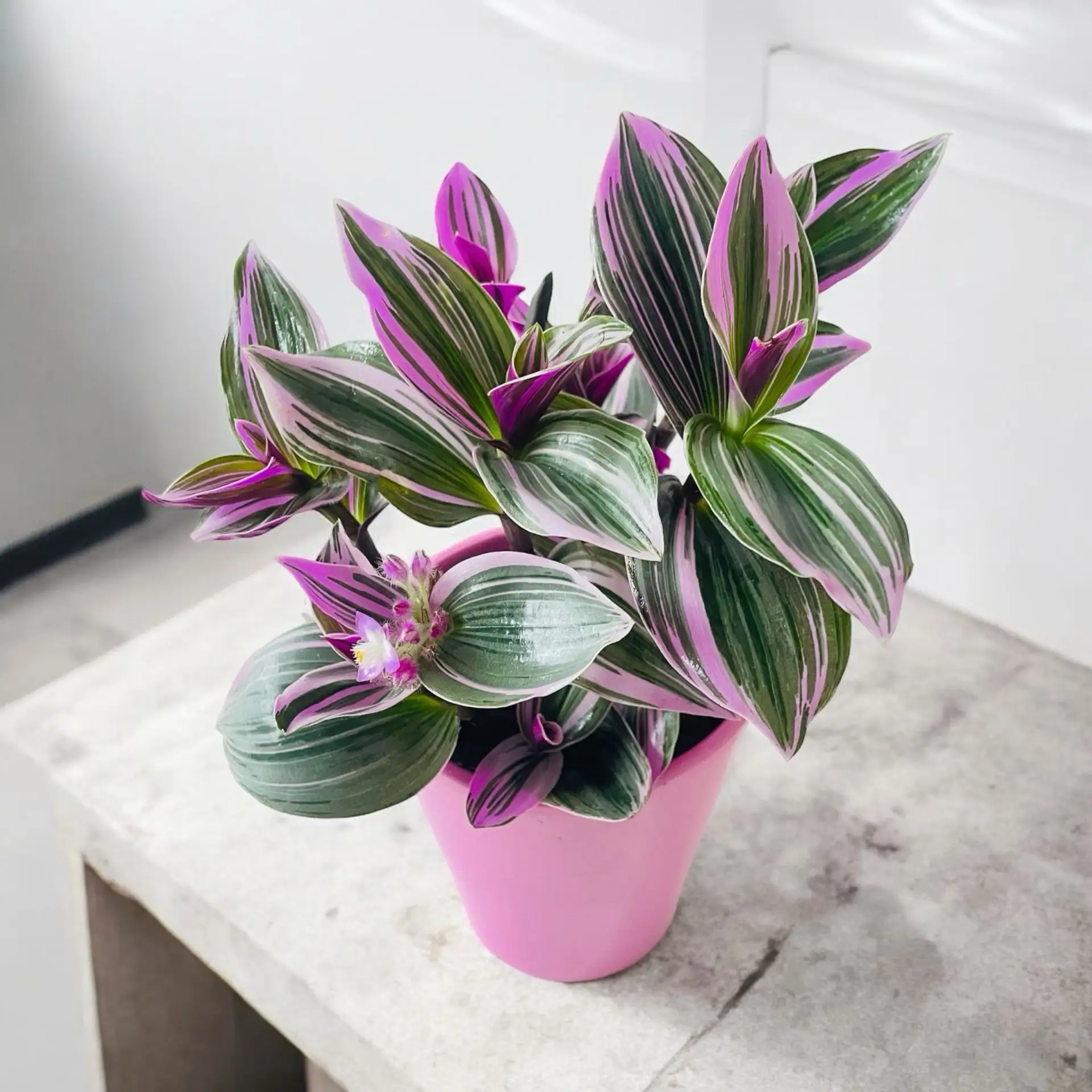 🌿 Традесканция Нанук (Tradescantia 'Nanouk') ❤️