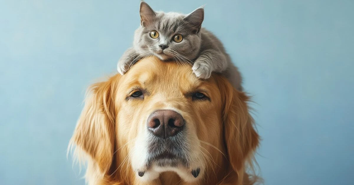 Лето, отпуска, путешествия — и наши любимые питомцы рядом!
Наступает сезон отпусков, поездок на дачу
