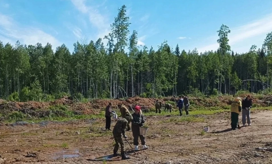 В Архангельской области высадили более 300 тысяч деревьев