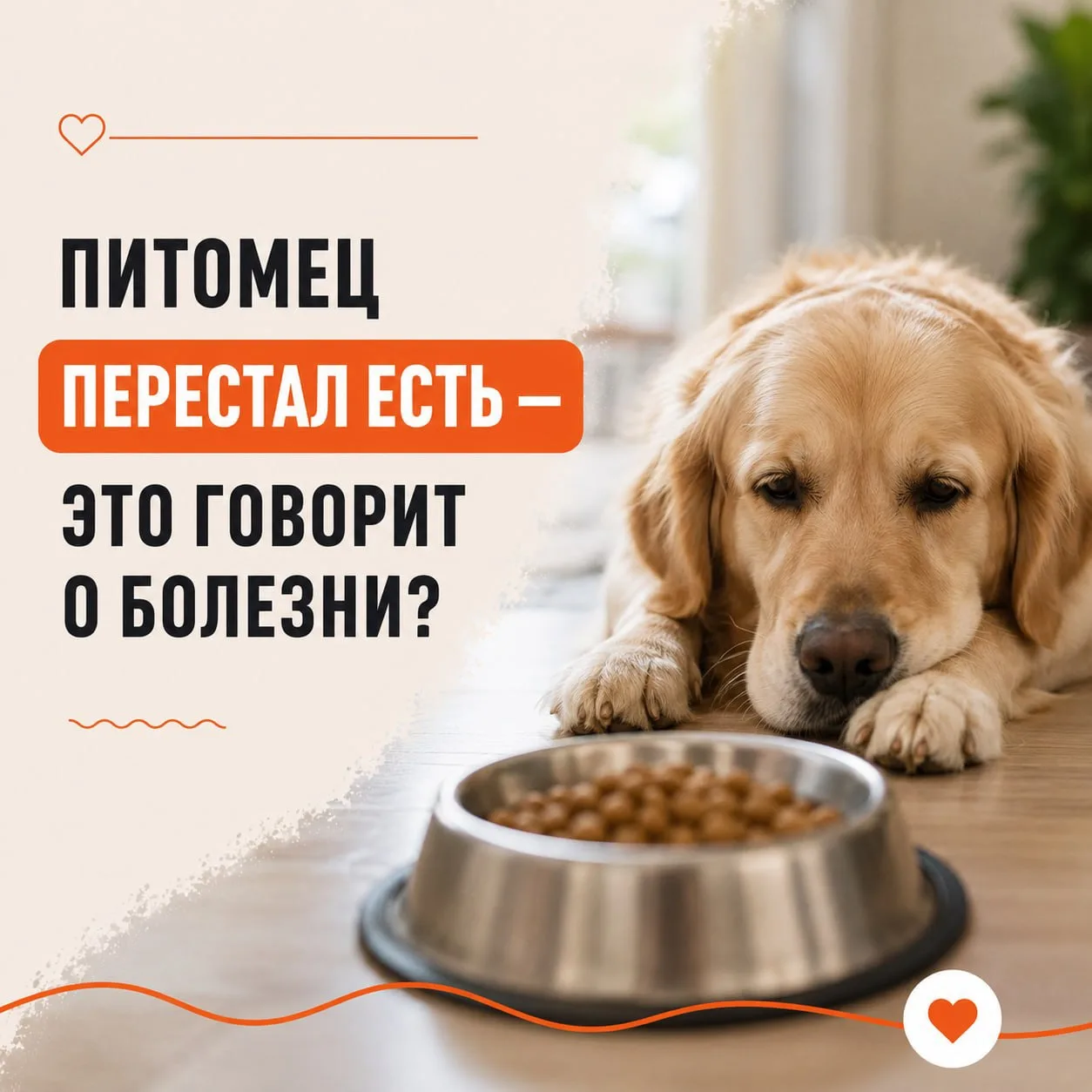 Питомец перестал есть — это говорит о болезни? Разбираемся честно