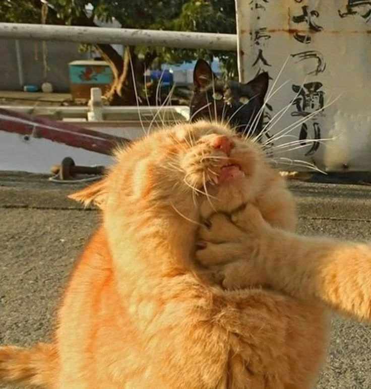 Куда же без котиков