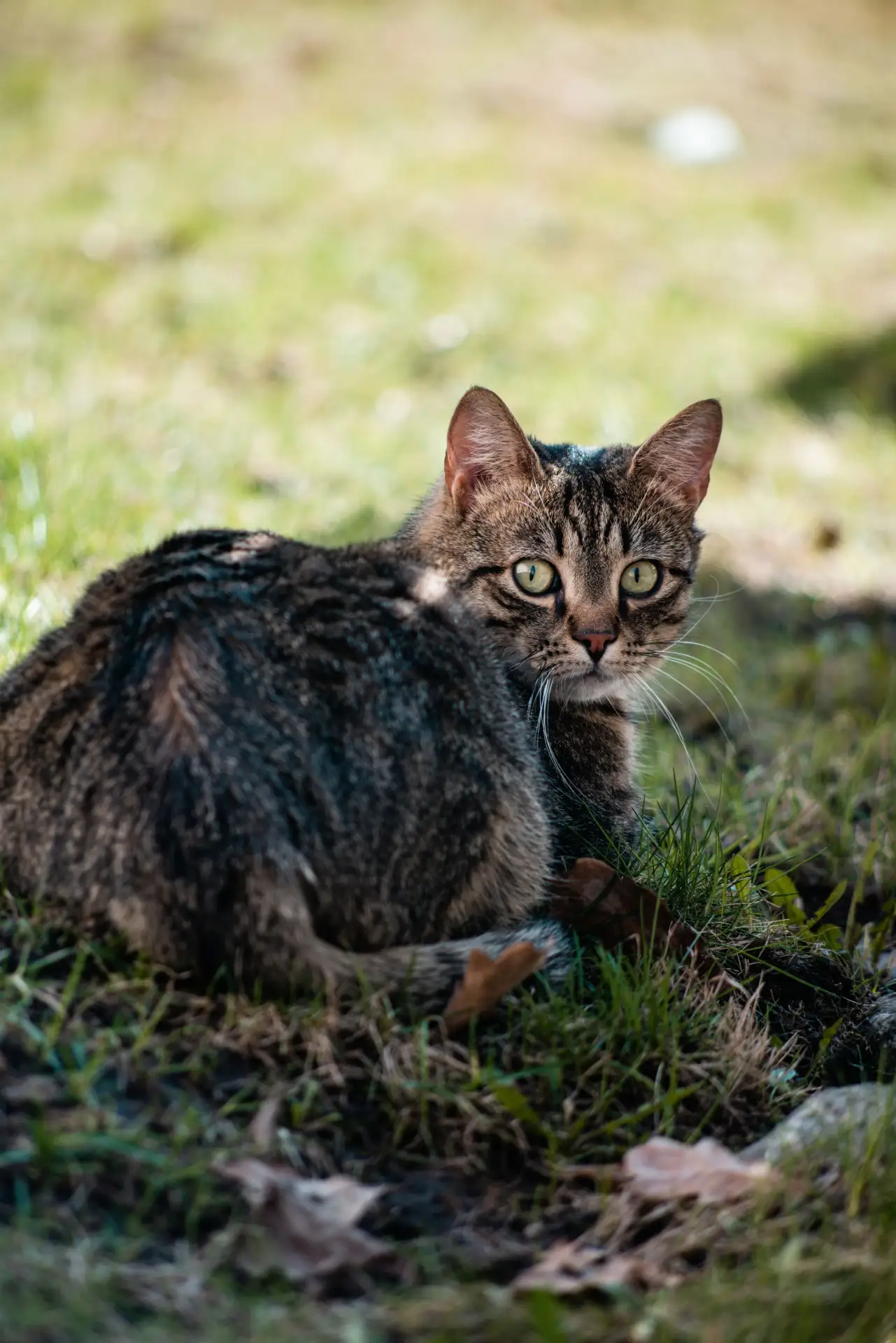 🐾 Сегодня свой день отмечают петербургские коты и кошки