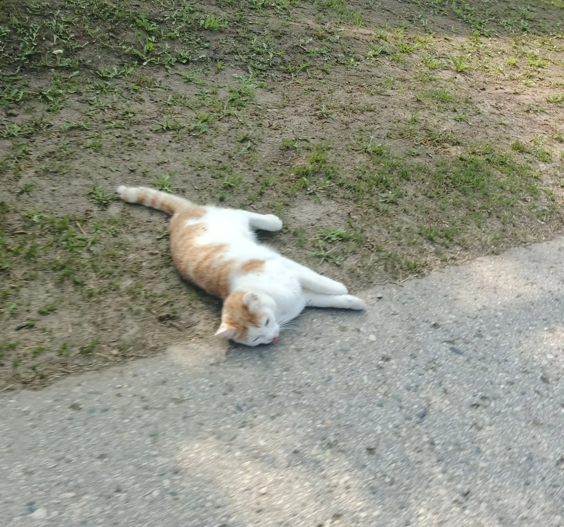 🐱🐶🐐 Котики, собачка и... коза.
