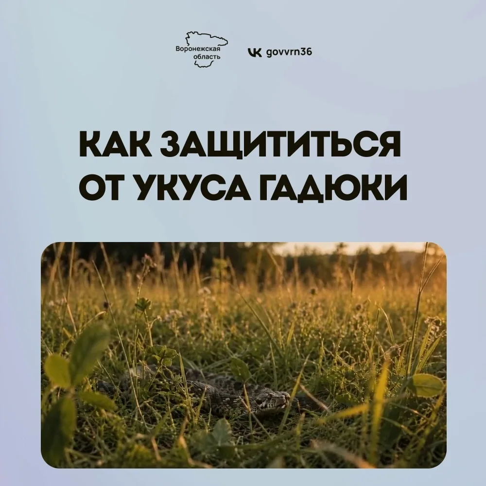 С приходом тепла в Воронежской области активизировались змеи. Из-за этого риск встретить гадюку возр