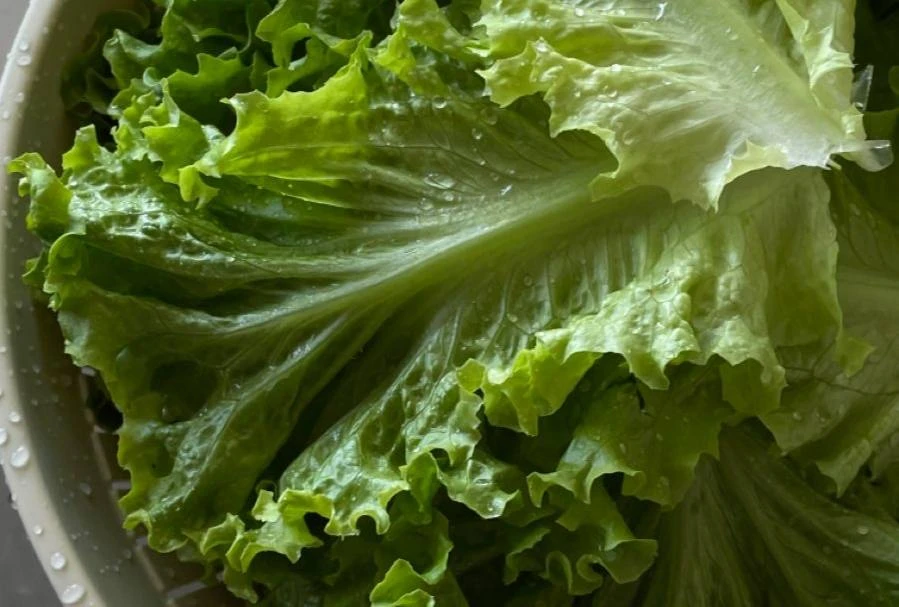🥬 Листовой салат — лёгкий способ добавить пользы в рацион