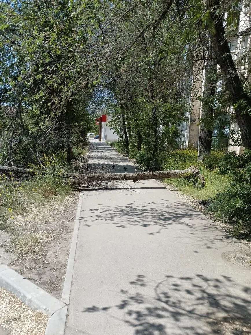 На улице Александрова городские спасатели убрали дерево, перекрывшее тротуар