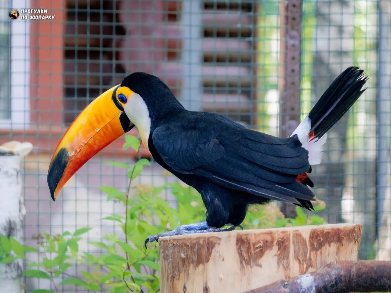 Тукан🐦‍⬛ В последний раз видели эту удивительную птицу в Московском зоопарке 2 года на...