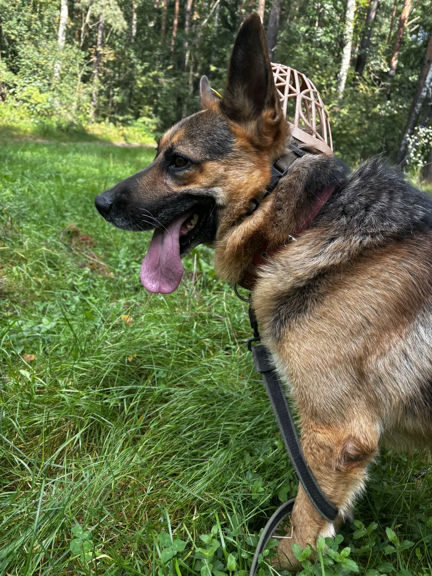 ЗНАКОМЬТЕСЬ, ЕЩЁ ОДИН НОВЕНЬКИЙ! 🐕‍🦺