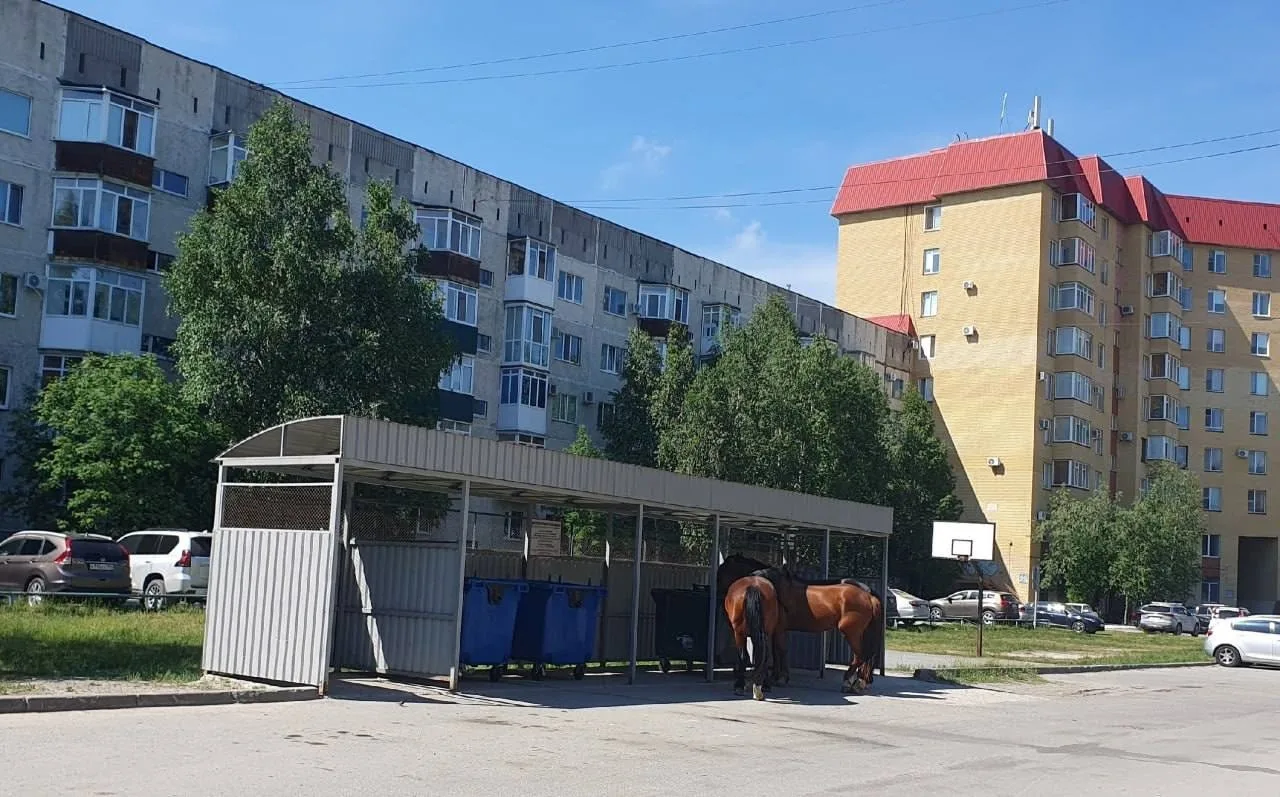 Лошади и коровы массово гуляют по улицам Нефтеюганска без присмотра владельцев

Во дворах 13‑го и 17