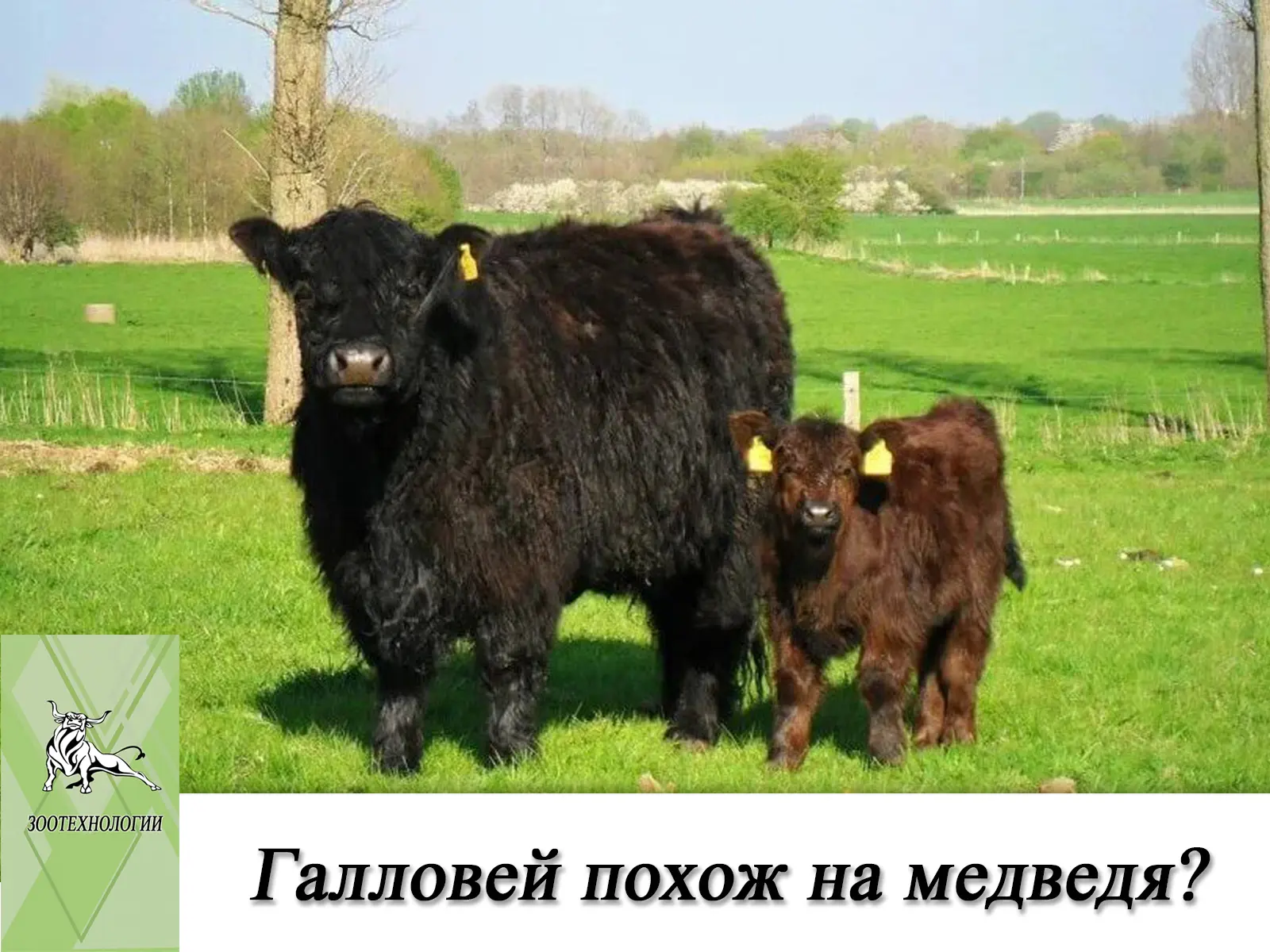 🐻 Почему галловей похож на плюшевого медведя?