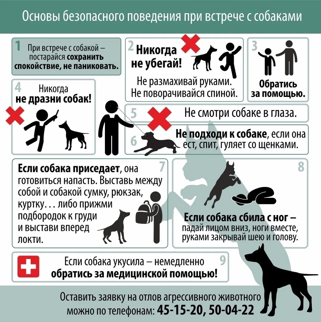 Правила безопасного поведения при встрече с безнадзорной собакой 
 
Безнадзорные собаки представляют