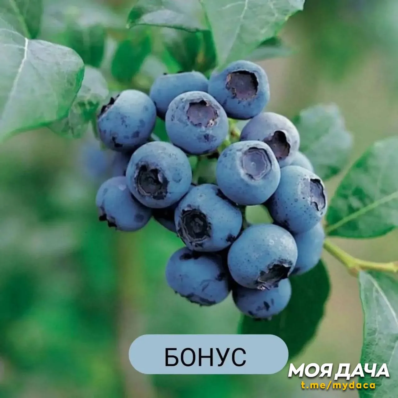 Голубика: вкус лета и польза в каждой ягодке 🫐